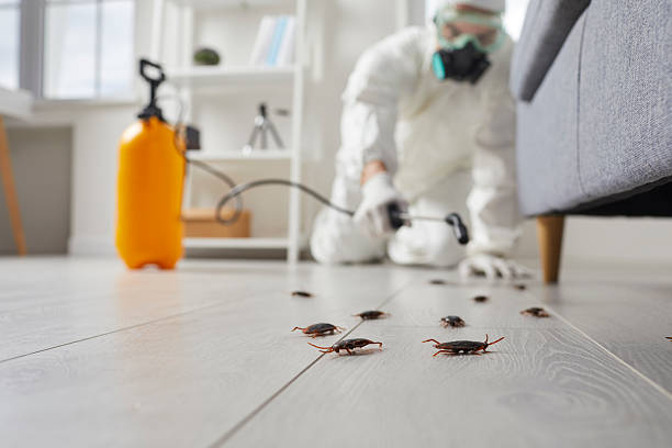 Post-Treatment Bed Bug Interceptor Monitoring in Moreauville